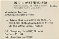 多疣懸蘚藏品圖，第2張