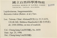 鞭苔,三裂鞭苔藏品圖，第2張