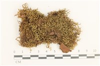 鞭苔,三裂鞭苔藏品圖，第1張