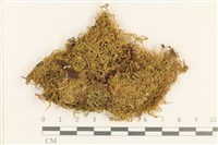 登錄號:B00010595藏品圖，第1張