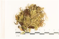 登錄號:B00010597藏品圖，第1張