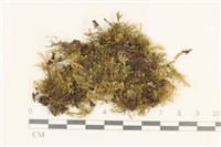 登錄號:B00010604藏品圖，第1張