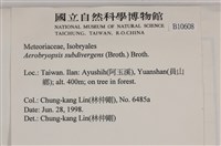 大灰氣蘚藏品圖，第2張