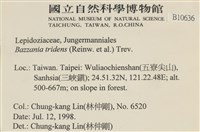 鞭苔,三裂鞭苔藏品圖，第2張