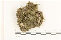 鞭苔,三裂鞭苔藏品圖，第1張