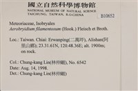 毛扭蘚藏品圖，第2張