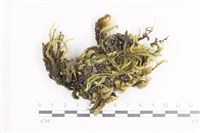 毛扭蘚藏品圖，第1張