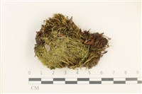 登錄號:B00010771藏品圖，第1張