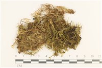 登錄號:B00010774藏品圖，第1張