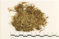 登錄號:B00010777藏品圖，第1張