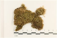 登錄號:B00010784藏品圖，第1張