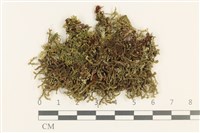 登錄號:B00010803藏品圖，第1張