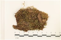 登錄號:B00010815藏品圖，第1張