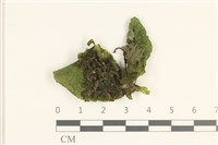 登錄號:B00010851藏品圖，第1張