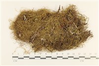 登錄號:B00010867藏品圖，第1張