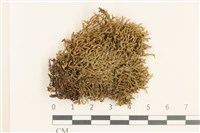 登錄號:B00010883藏品圖，第1張