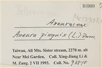 綠片苔藏品圖，第2張