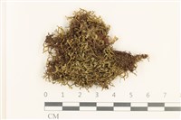 登錄號:B00010895藏品圖，第1張