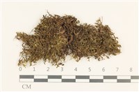 登錄號:B00010921藏品圖，第1張