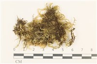 登錄號:B00010924藏品圖，第1張