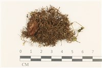 登錄號:B00010925藏品圖，第1張