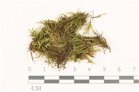 登錄號:B00010928藏品圖，第1張