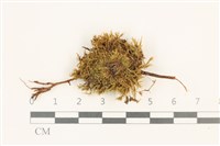 登錄號:B00010958藏品圖，第1張