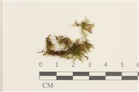 登錄號:B00010967藏品圖，第1張