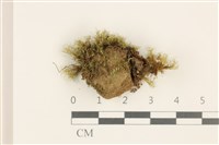 登錄號:B00010968藏品圖，第1張