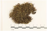 登錄號:B00010970藏品圖，第1張