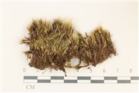 登錄號:B00010973藏品圖，第1張