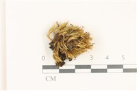 登錄號:B00010977藏品圖，第1張