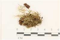 登錄號:B00010982藏品圖，第1張