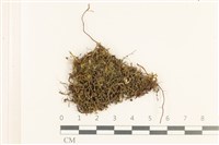 登錄號:B00010985藏品圖，第1張