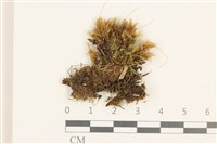 登錄號:B00010987藏品圖，第1張