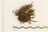 登錄號:B00010992藏品圖，第1張