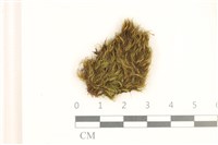 登錄號:B00010995藏品圖，第1張