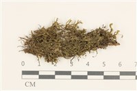 登錄號:B00011004藏品圖，第1張