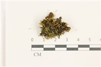 印度扭口蘚藏品圖，第1張