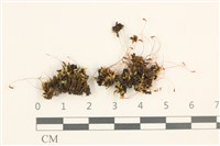 登錄號:B00011025藏品圖，第1張