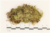 登錄號:B00011043藏品圖，第1張