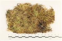 登錄號:B00011045藏品圖，第1張