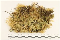 登錄號:B00011047藏品圖，第1張