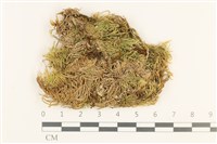 登錄號:B00011049藏品圖，第1張