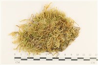 登錄號:B00011052藏品圖，第1張