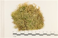 登錄號:B00011053藏品圖，第1張