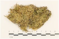 登錄號:B00011055藏品圖，第1張