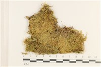 登錄號:B00011056藏品圖，第1張