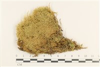 登錄號:B00011057藏品圖，第1張