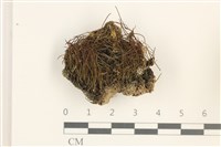 登錄號:B00011060藏品圖，第1張